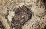 Petrified Wood (White Ash) Slab - McDermitt, Oregon #56020-1